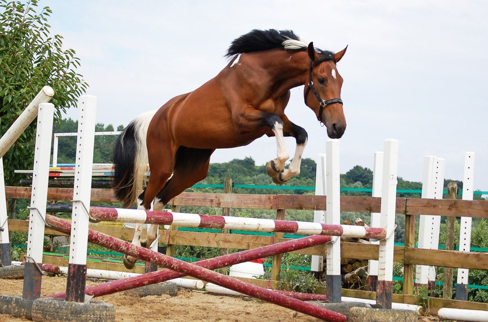Quality is Key, When Selecting Jumps for Your Horse