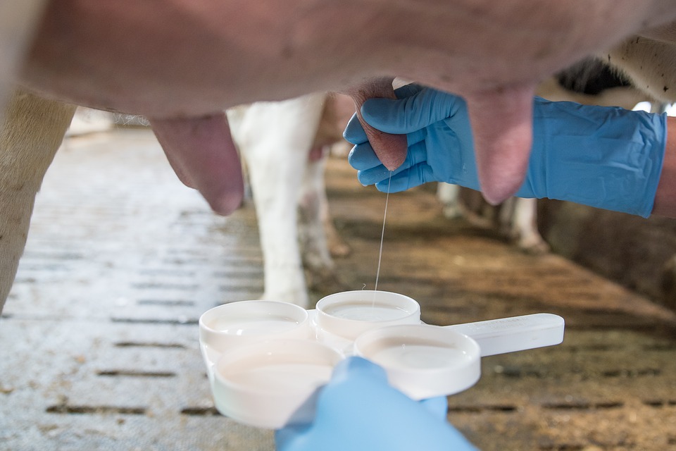 Tips to Increase Milk Production