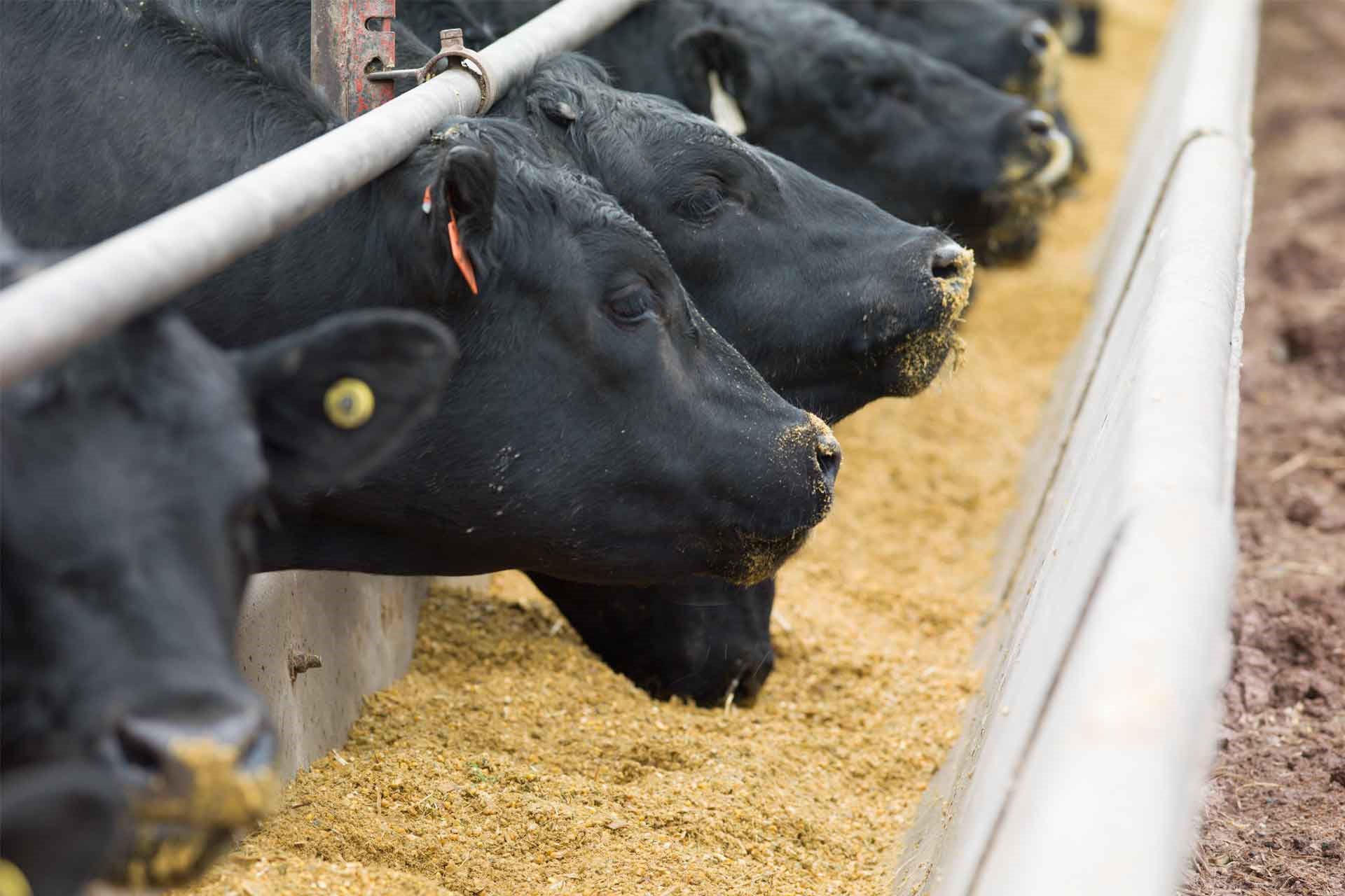 Types of Ruminant and Nutritious Livestock Feed