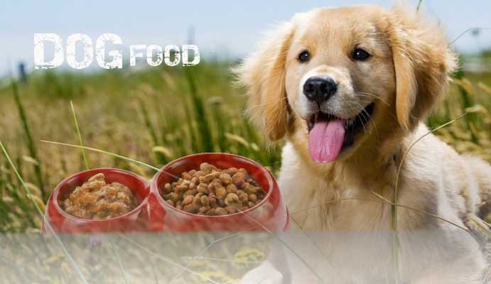 When should You Start Giving Dog Food to Puppy?