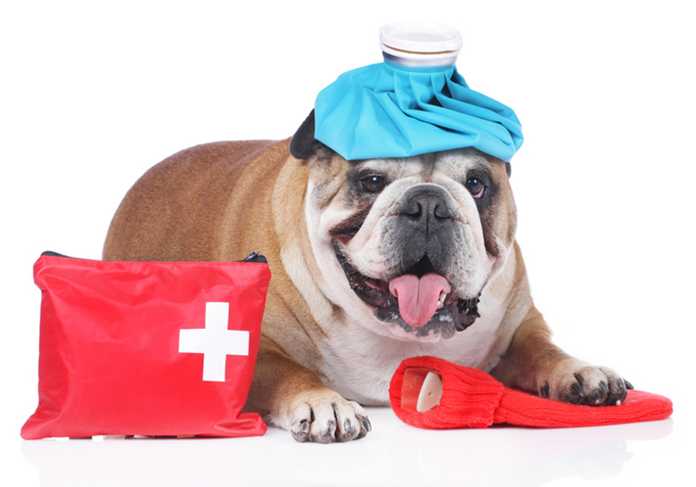 First Aid Kits For Pets