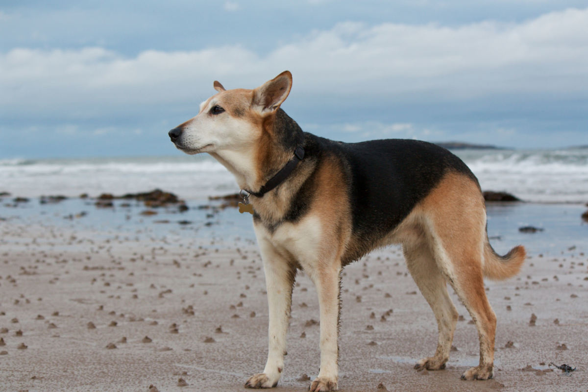 Getting Your Pet Ready for Spring