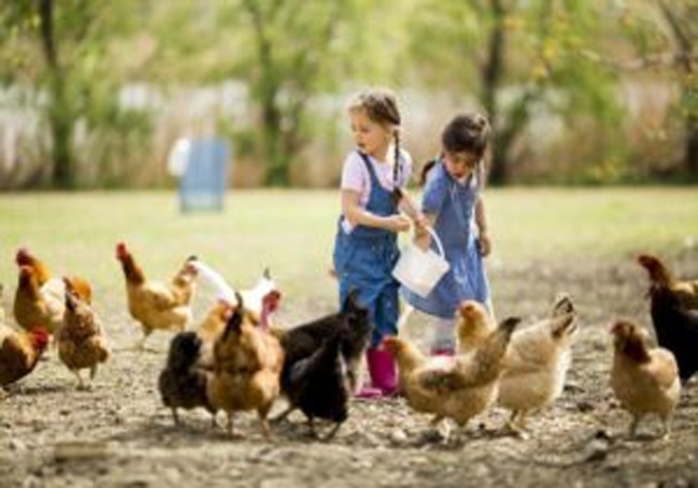 Raising Chickens at Home - Can Be A Fun And Interesting Hobby For Anyone