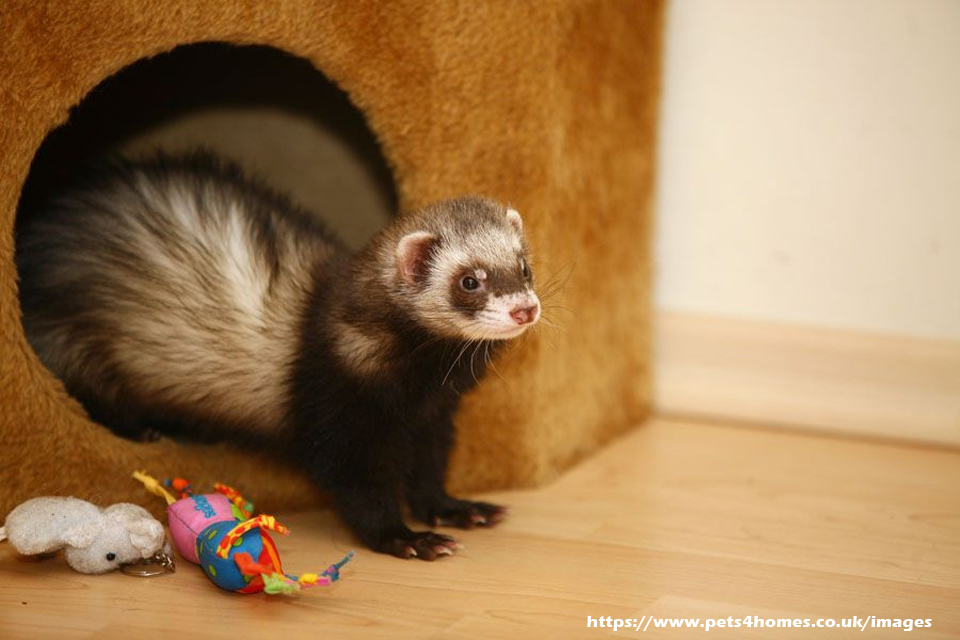 Why Ferrets Make Good Hunters - A Brief Exposition Into Ferret Hunting Talents