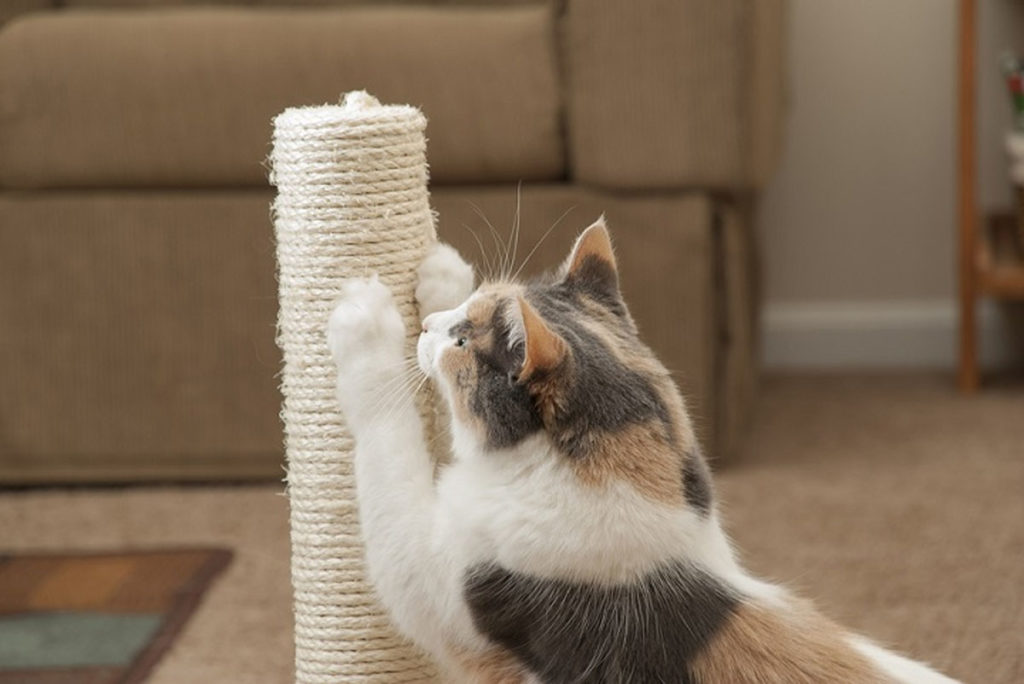 A Contemporary and Easy Solution to Your Cat's Scratching Habits