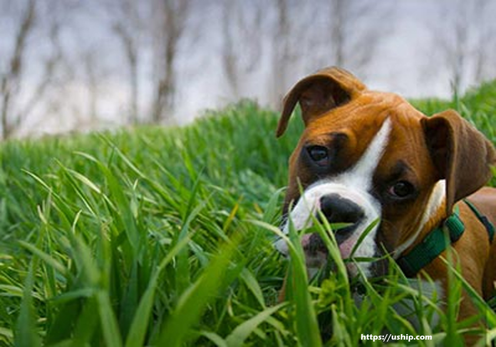 How to Help Your Pet Adapt to His New Pet Carrier