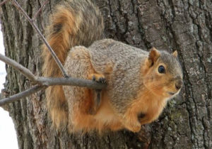 Suggestions On Protecting A Pet Squirrel