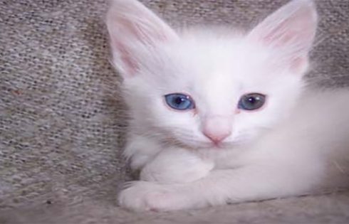 Pet Provides