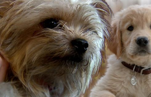 Scammers On Craigslist For Pets