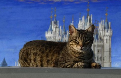 Pets In The Middle Ages