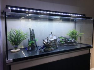 Aquariums, the new interior decor?