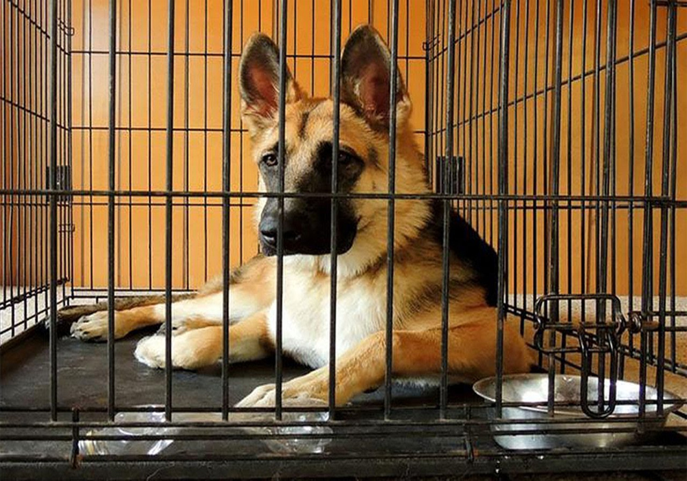 Reasons For Using Dog Crates Effectively