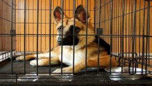 Reasons For Using Dog Crates Effectively