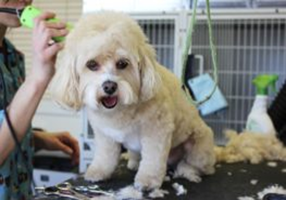 Essential Grooming Tips For Your Dogs