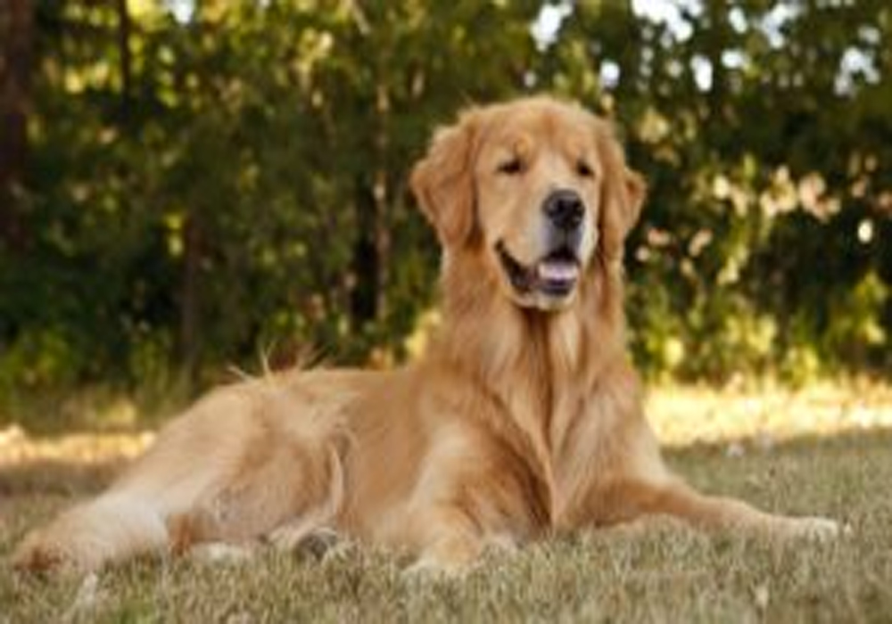 Golden Retriever Pets - What You Need to Know