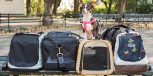 Almost everything You will need For Shipping Pets Internationally
