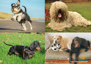 Different Types of Dog Outfits