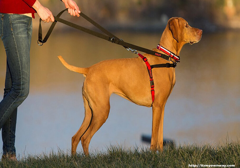 Selecting the Right Dog Harness for Your Pooch