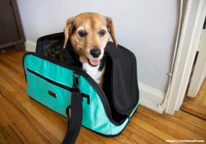 Interesting Facts About Toy Pet Carriers