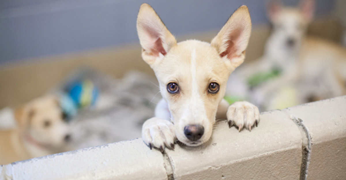 3 Tips for Puppy Adoption