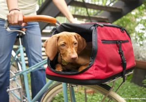 Pet Backpack Carrier When You Use A Lesser Dog It Is Sometimes Easier To Carry Them