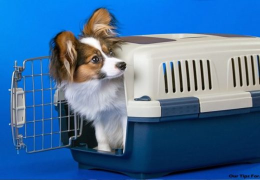 Tips on Choosing a Pet Carrier