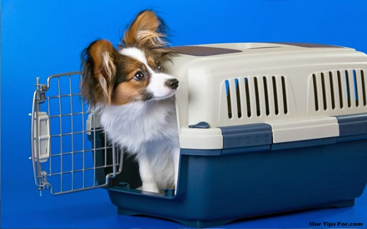 Tips on Choosing a Pet Carrier