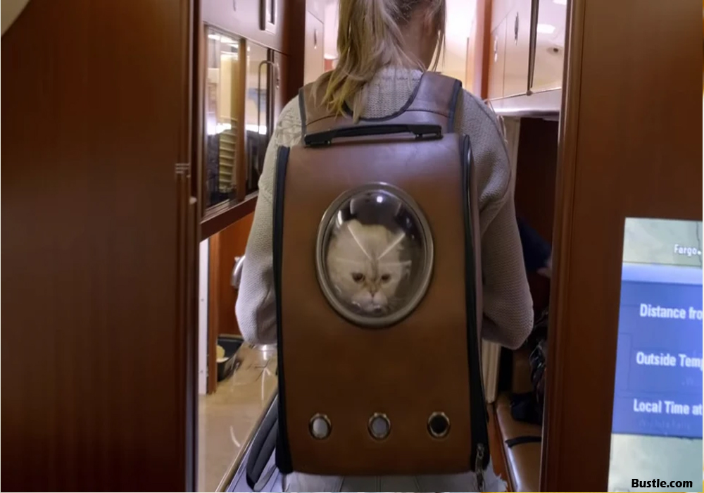 Some Positives and Negatives of Utilizing a Backpack Pet Carrier