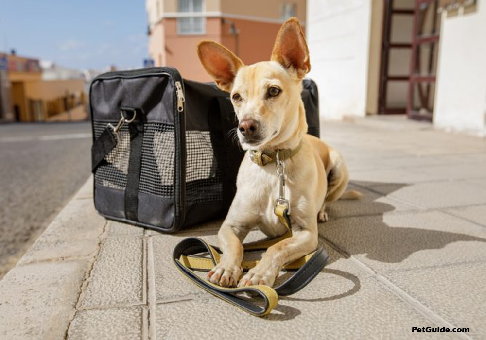 Training Your Pet to Love His Pet Carrier