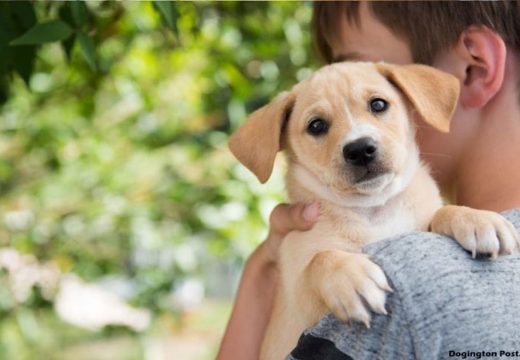 How to Choose a Pet for Your Home
