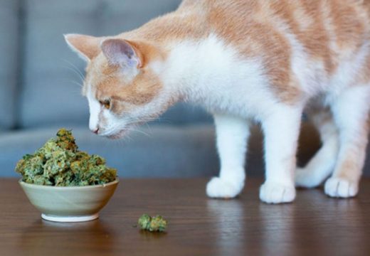 Why You Absolutely Need CBD Oil Cat Treats?