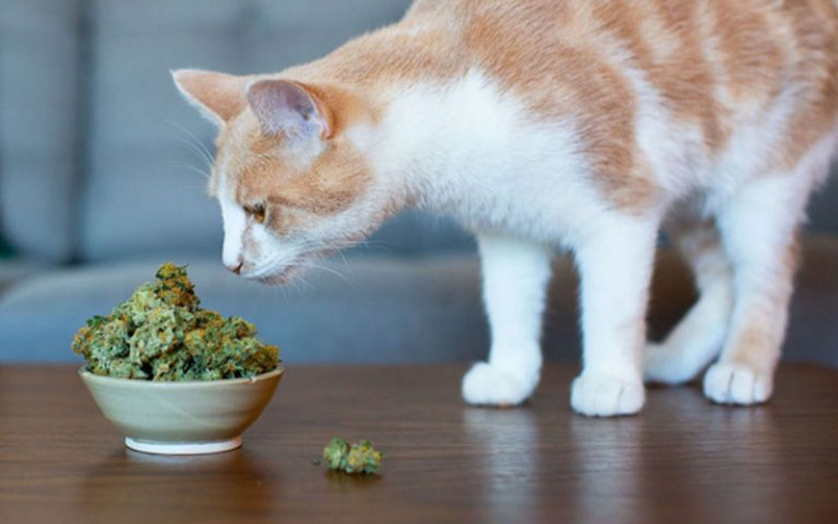 Why You Absolutely Need CBD Oil Cat Treats?