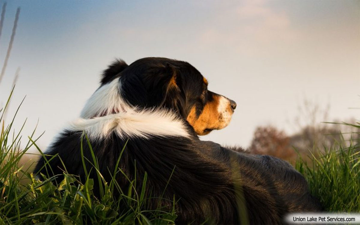 All About Dogs: Dog Training