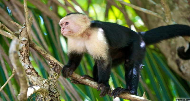 Capuchin Pet Monkeys