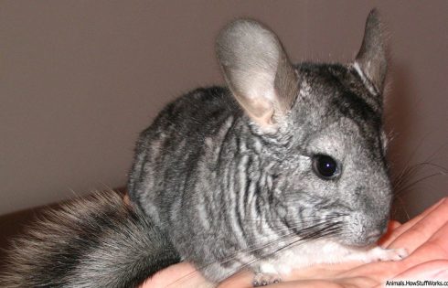 Chinchillas Are Good Pets