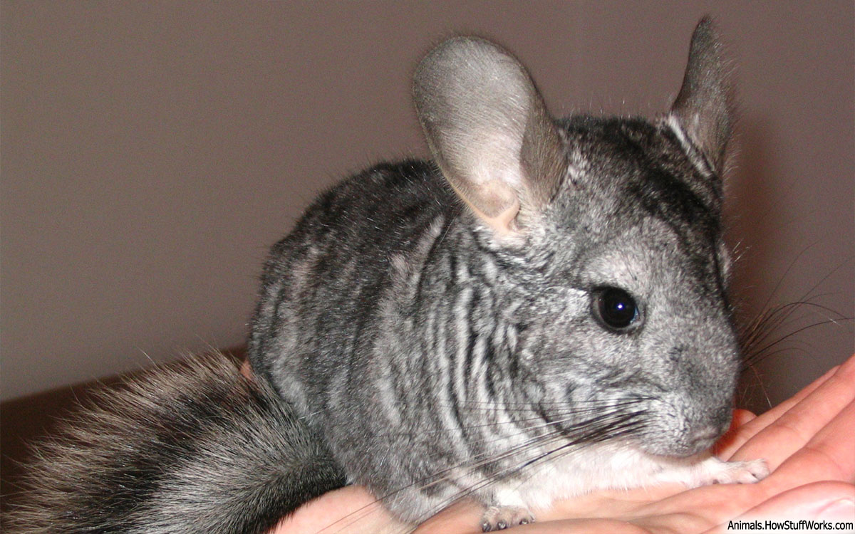 Chinchillas Are Good Pets