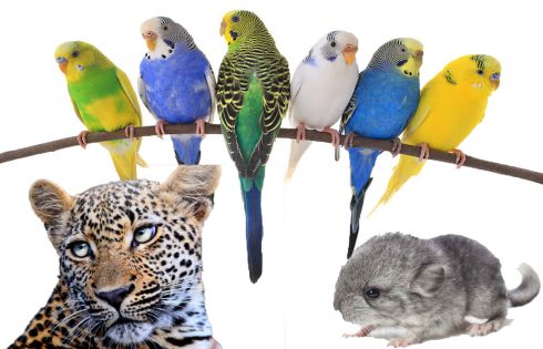 Five Exotic Pet Varieties to keep You Amused