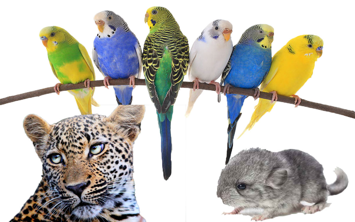 Five Exotic Pet Varieties to keep You Amused