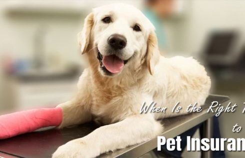 When Is the Right Time to Get Pet Insurance?