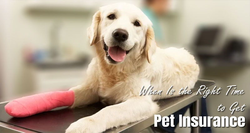 When Is the Right Time to Get Pet Insurance?