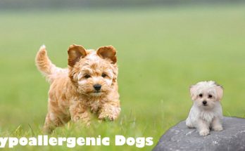 Hypoallergenic Dogs - Yes Allergy Sufferers - You can Possess a Dog!