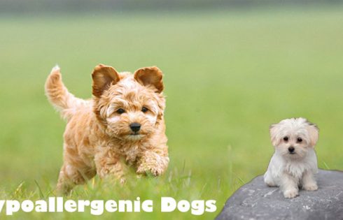 Hypoallergenic Dogs - Yes Allergy Sufferers - You can Possess a Dog!