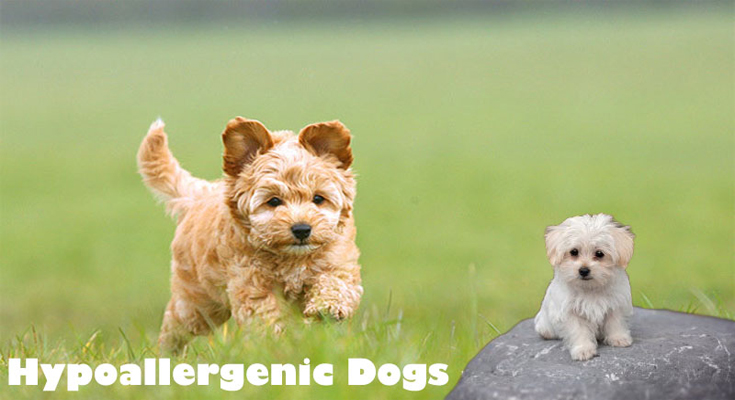 Hypoallergenic Dogs - Yes Allergy Sufferers - You can Possess a Dog!