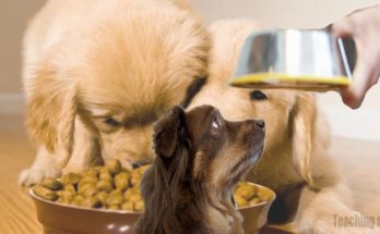 Dog Meals Recall Explodes from Cross-Contamination