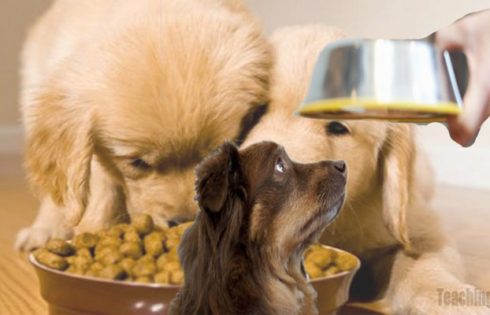 Dog Meals Recall Explodes from Cross-Contamination