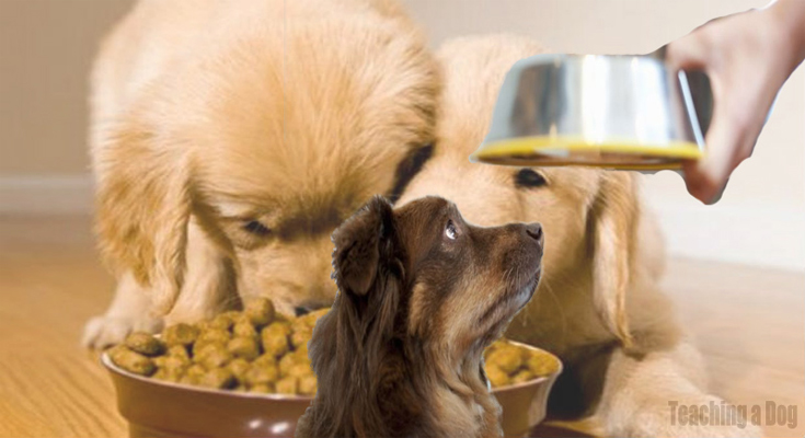 Dog Meals Recall Explodes from Cross-Contamination