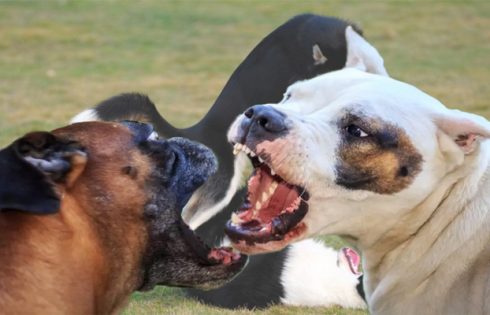 Dog On Dog Aggression Is Far more Learned Than Instinctive