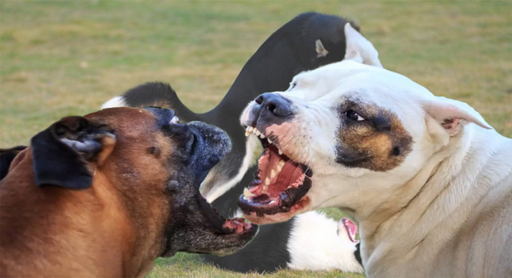 Dog On Dog Aggression Is Far more Learned Than Instinctive