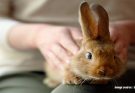 What to Be Aware of When Adopting a Rabbit?