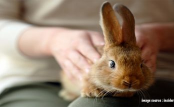 What to Be Aware of When Adopting a Rabbit?
